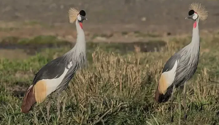 Birds hk5