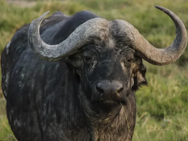 Buffalo
