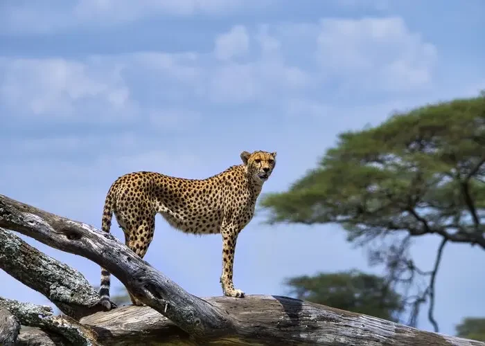 Chitter in Serengeti hk1