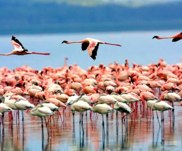 Vibrant pink flamingos in Lake Manyara National Park