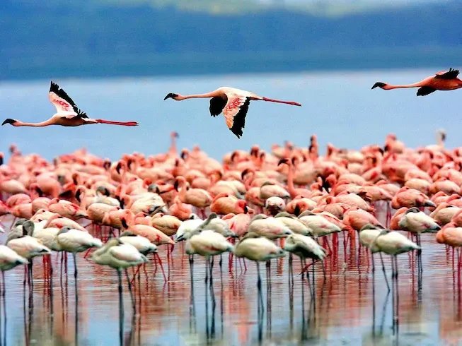 Vibrant pink flamingos in Lake Manyara National Park