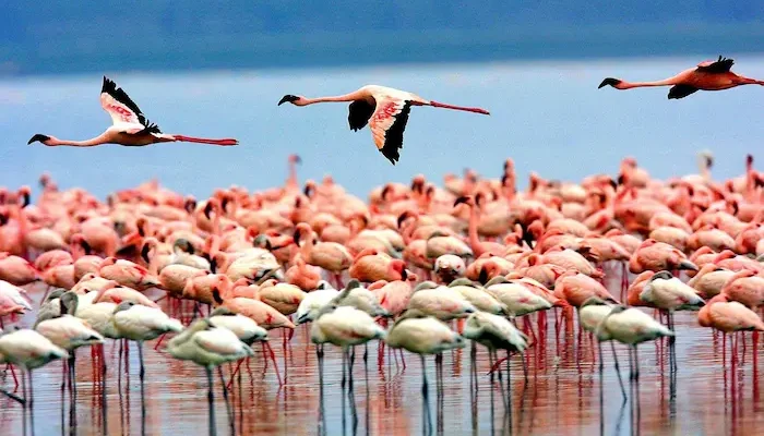 Vibrant pink flamingos in Lake Manyara National Park