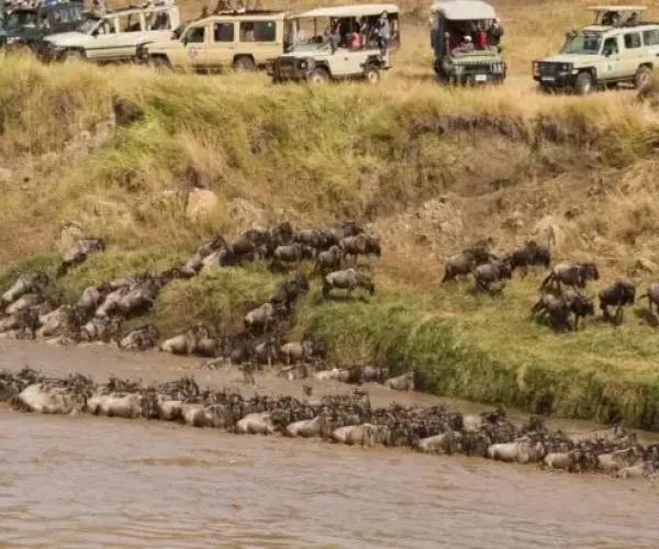 Game driving during Serengeti River Crossing Migration Safari - 8 Days hk