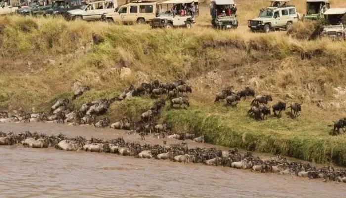 Game driving during Serengeti River Crossing Migration Safari - 8 Days hk