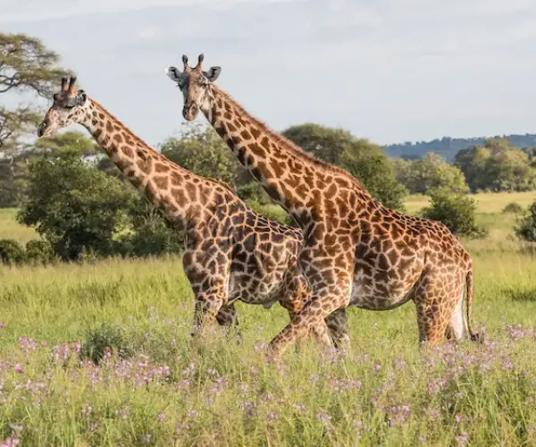 Giraffes hk7