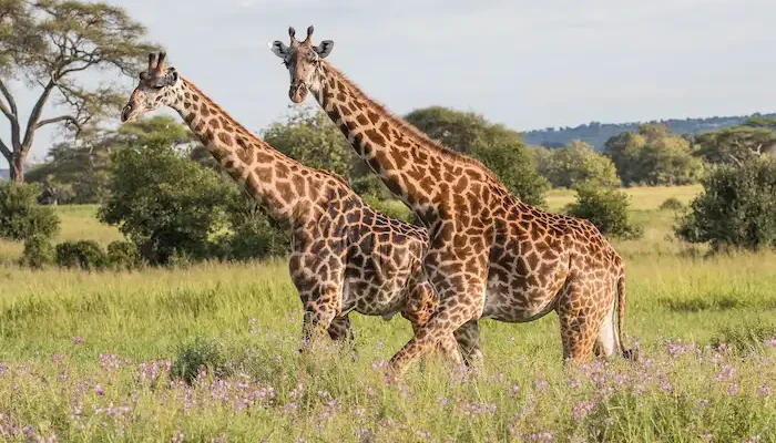 Giraffes hk7