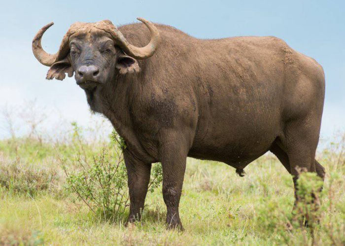 Hike Kilimanjaro Buffalo