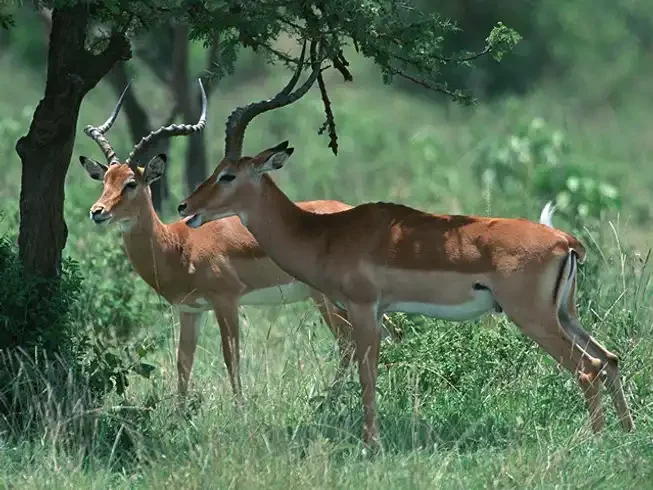 Impala hk1