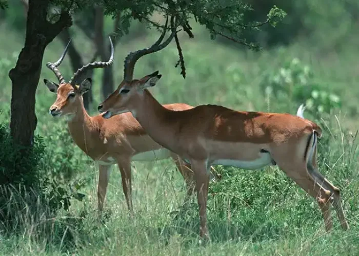 Impala hk1