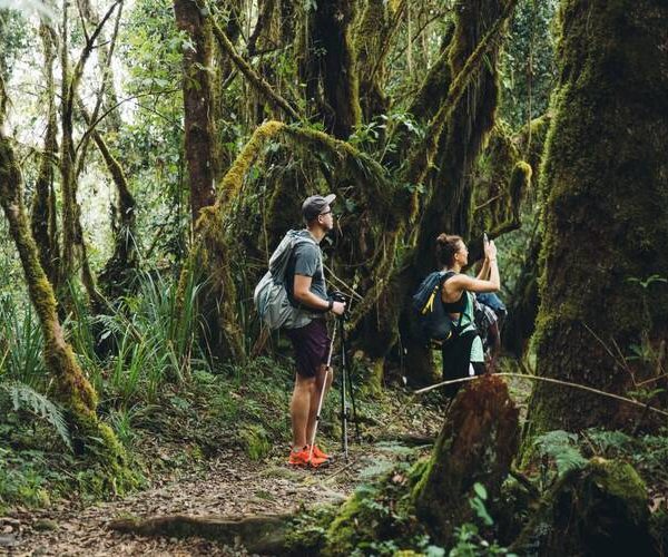 Kilimanjaro Day Hike