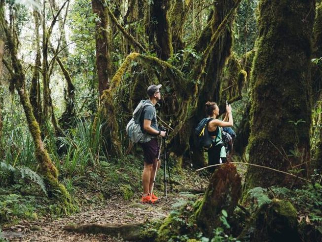 Kilimanjaro Day Hike
