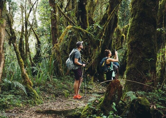 Kilimanjaro Day Hike