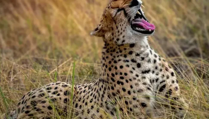 Tanzania Safari Cost From Singapore