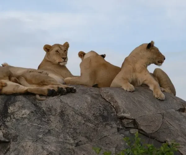 Lions in Serengeti hk5