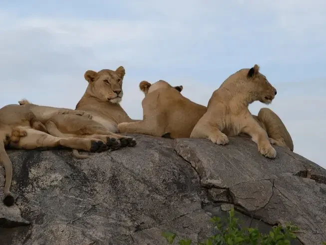 Lions in Serengeti hk5