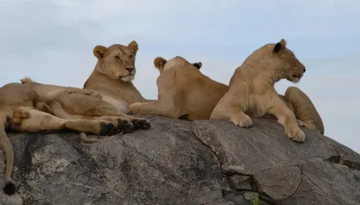 Lions in Serengeti hk5