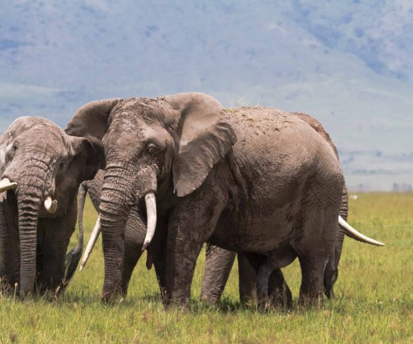 Two old elephants inside the crater of Ngorongoro. Tanzania, Africa
