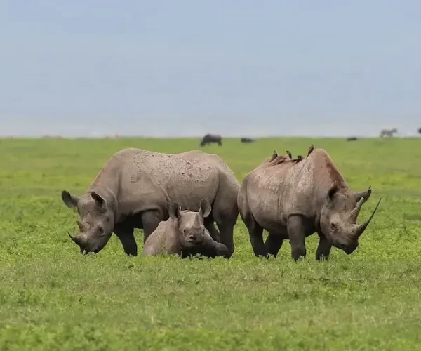 Rhinos at Ngorongoro Crater during Ngorongoro crater day tour