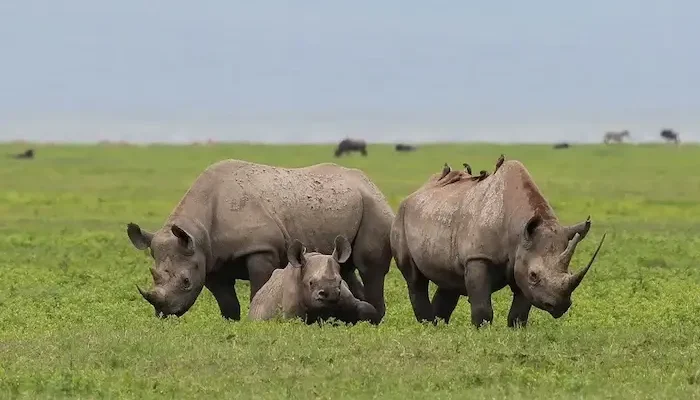 Ngorongoro Crater Day Tour