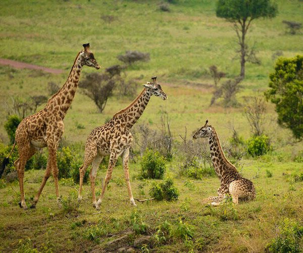 One Day Safari Tanzania – Arusha National Park