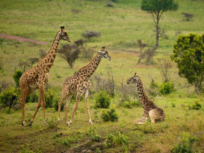 One Day Safari Tanzania – Arusha National Park
