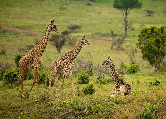 One Day Safari Tanzania – Arusha National Park