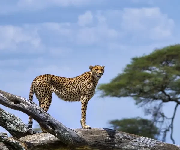 Private Guided Tanzania Safari - 6 Days hk