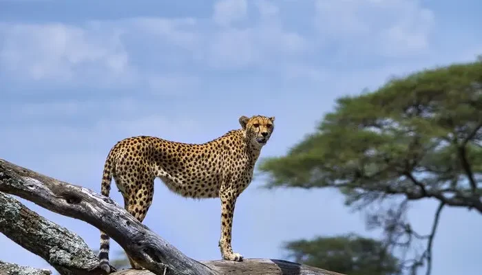 Private Guided Tanzania Safari - 6 Days hk