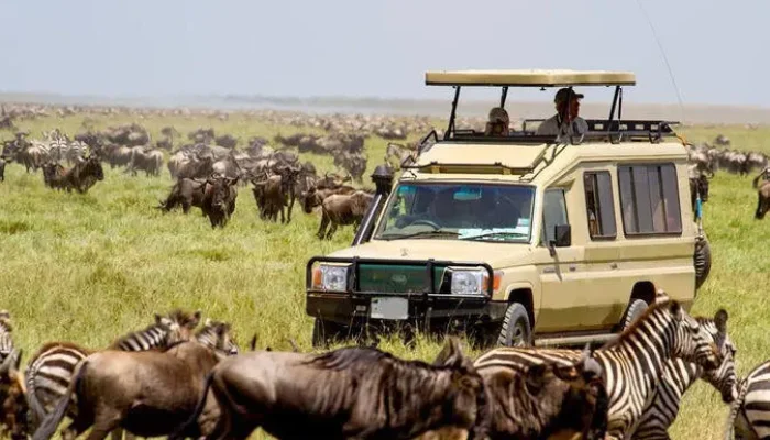 Wildebeest Migration Serengeti Calving Season 5 Days Tour