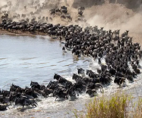 Wildebeests crossing mar river during Serengeti River Crossing Migration Safari - 8 Days