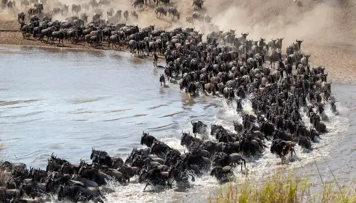 Great Migration Serengeti Safari 8 Days
