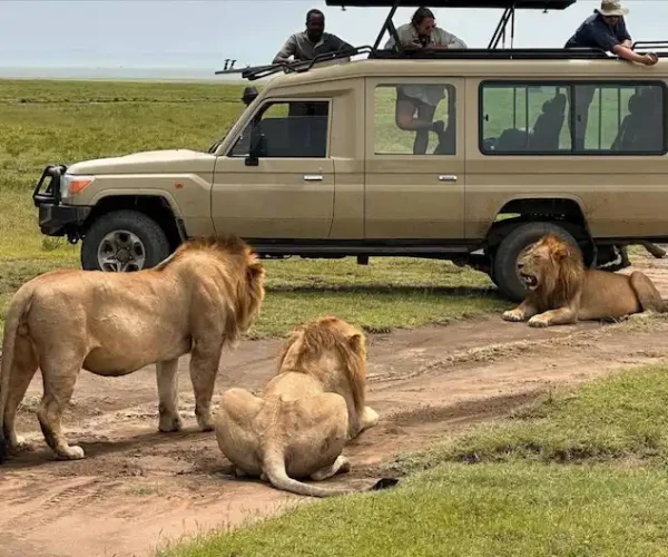 Game drive in Serengeti during Tanzania Safari - 10 Days