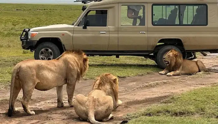 Northern Tanzania Safari