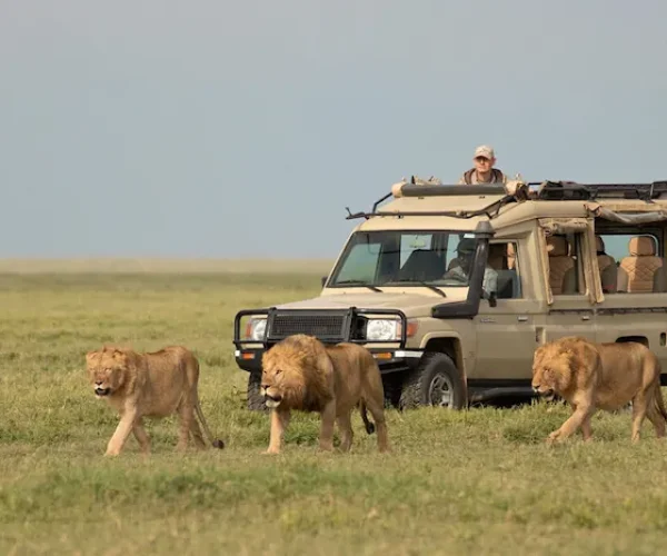 Game drive during Tanzania Safari Serengeti and Ngorongoro Crater - 5 Days