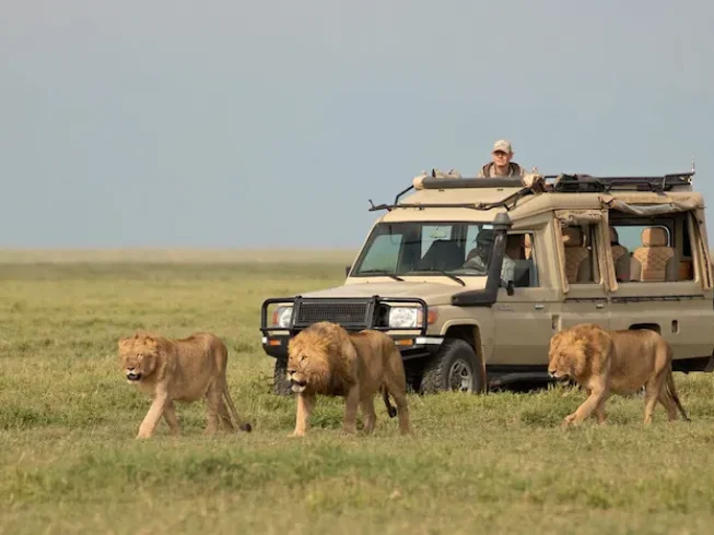 Game drive during Tanzania Safari Serengeti and Ngorongoro Crater - 5 Days