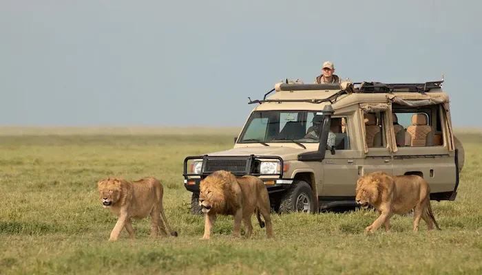 Affordable Safari Tanzania