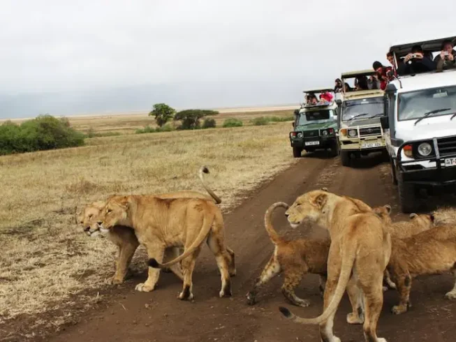 Game drive during Tanzania Safari with Cultural Experience - 8 Days