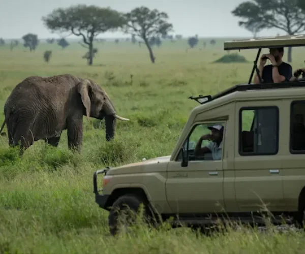 Game drive during Tanzania Wildlife Luxury Safari - 6 Days
