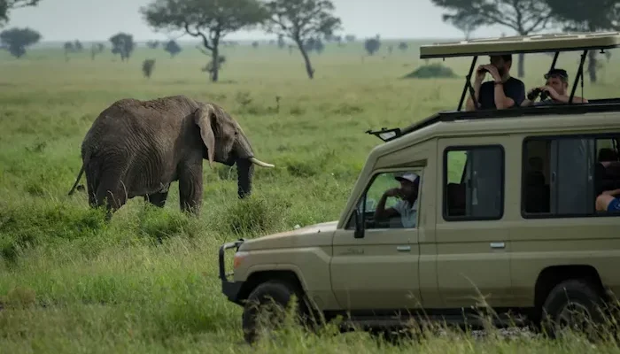 Tanzania Luxury Safari