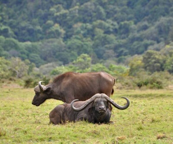 arusha-national-park day safari