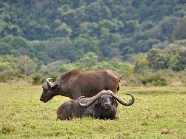 arusha-national-park day safari