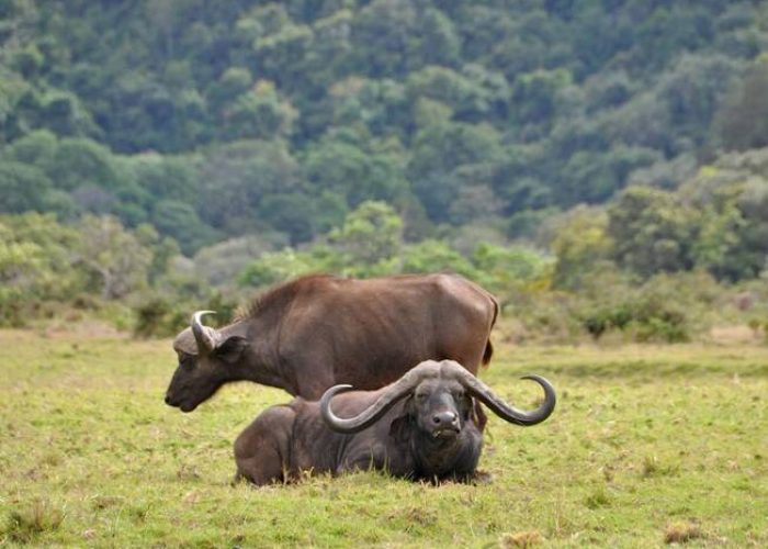 arusha-national-park day safari