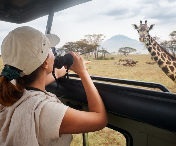 Woman tourist on safari in Africa, traveling by car with an open roof of Kenya and Tanzania, watching giraffes and antelopes in the savannah.
National park Serengeti.