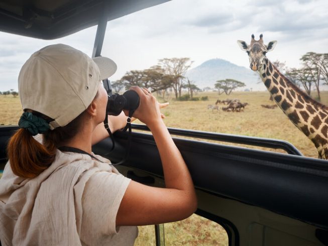 Woman tourist on safari in Africa, traveling by car with an open roof of Kenya and Tanzania, watching giraffes and antelopes in the savannah.
National park Serengeti.