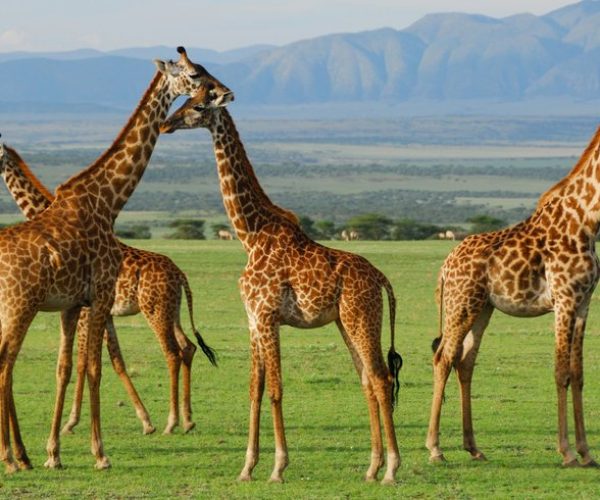best wildlife tanzania safari