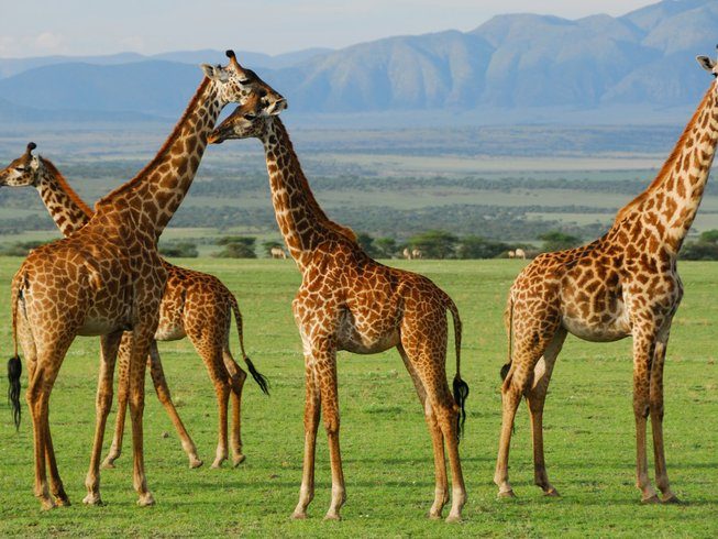 best wildlife tanzania safari
