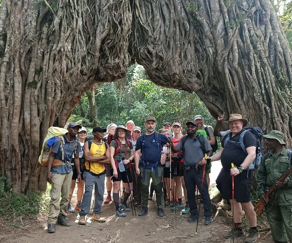 big tree during Mount Meru Climb – 4-Day Trekking Tour