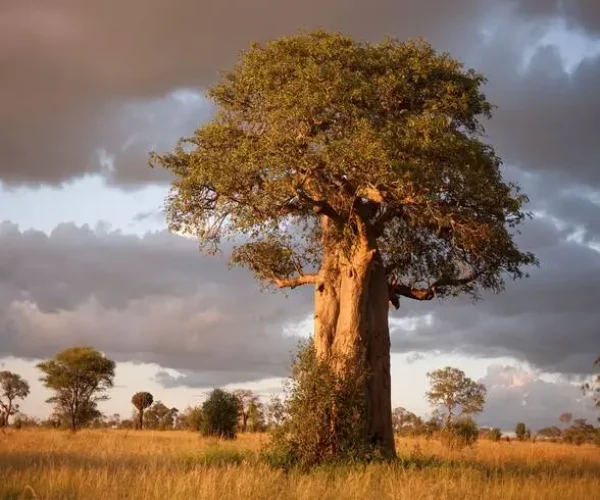 baobab tree in Tarangire national park