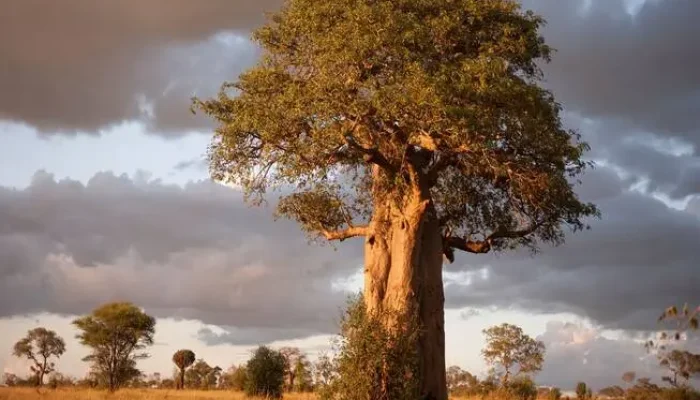 Tarangire national park
