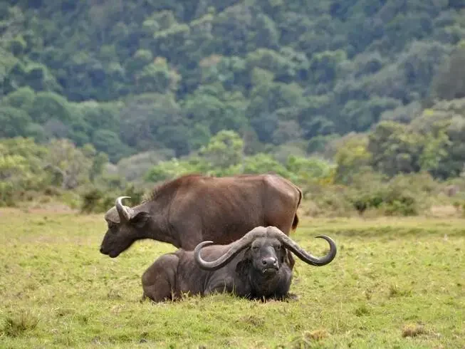 Buffalos resting peacefully in Arusha National Park